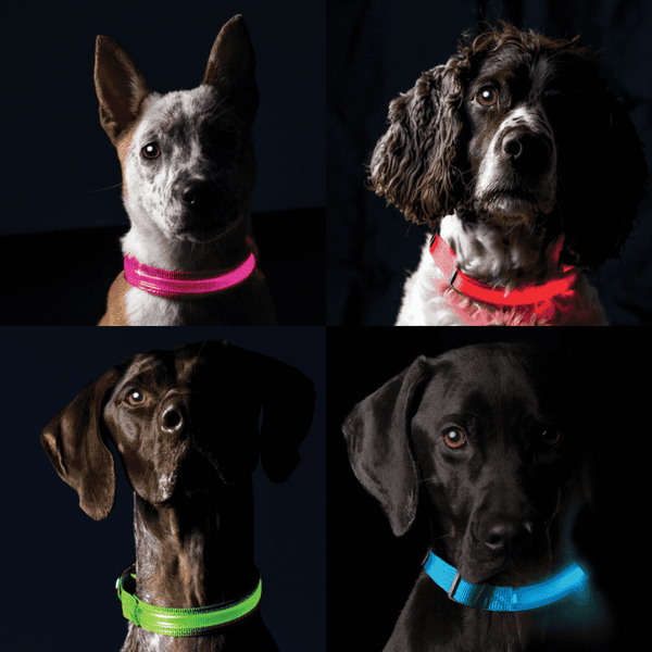 Safety Dog Collar